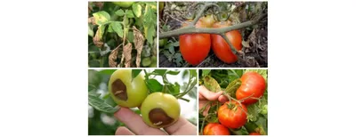 Распространенные заболевания томатов