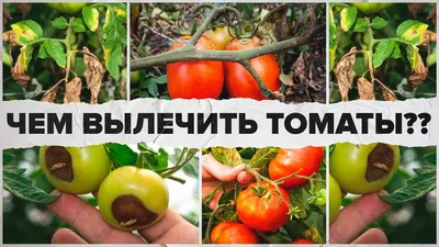 Как правильно выращивать помидоры, самые распространенные болезни томатов -  22 июля 2021 - 74.ru