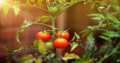 Почему чернеют томаты и как победить эту болезнь — Интернет-канал «TV  Губерния»