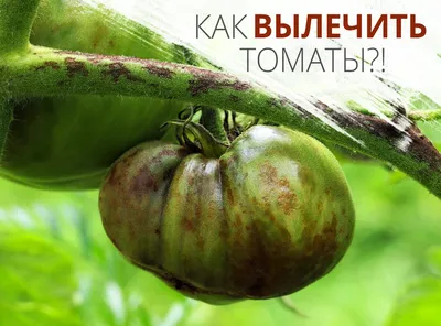 Болезни томатов: как выглядят и чем лечить | Садория.ру | Дзен