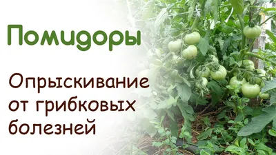 Как защитить помидоры от грибковых заболеваний: профилактика + 3 рецепта  спреев из натуральных ингредиентов | Огород Мечты | Дзен