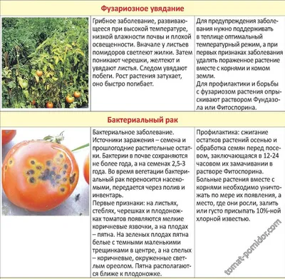 Чем полезны помидоры и при каких заболеваниях их нельзя есть