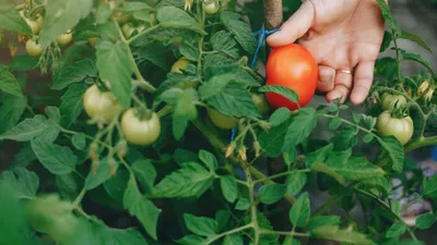 Продолжаем наблюдать за ростом помидоров 26 июня. Профилактика болезней  томатов - YouTube