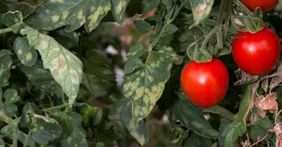 Когда собирать урожай помидоров - правила и советы | РБК Украина