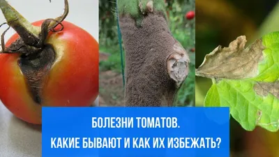 Как защитить рассаду помидоров от болезней и получить мощный куст