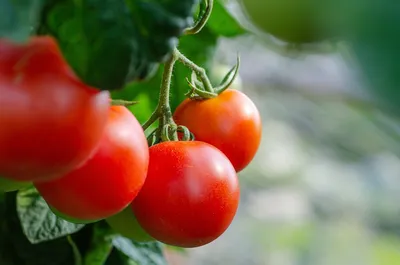 Когда и как собирать помидоры, можно ли собирать томаты зелеными, что  делать с фитофторой, альтернариозом и септориозом август 2021 г. - 21  августа 2021 - НГС