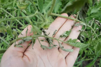 Сорт помидоров Санька: когда сажать семена на рассаду, выращивание и уход