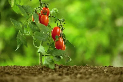 Хвороби томатів фото та їх лікування. У відкритому ґрунті, в теплиці.  Грибкові хвороби томатів - YouTube