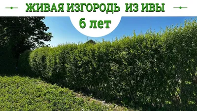 Бесплатный забор из Ивы на дачу | Строительство без Купюр | Дзен