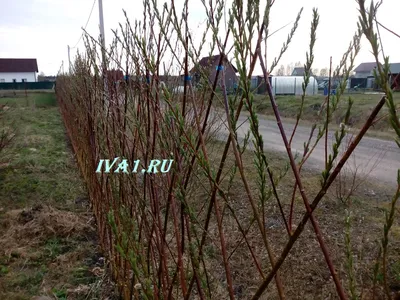 Курчавое японское Erythroflexuosa Salix ивы рядом с белой пластиковой забор.  Верба Matsuda извилистой сундук с листьями Стоковое Фото - изображение  насчитывающей рост, снаружи: 211705514