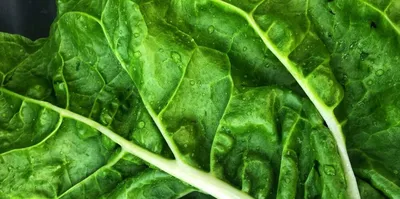 Темно-зеленые листовые овощи, зелень. Шпинат, зеленый: стоковая векторная  графика (без лицензионных платежей), 1402553741 | Shutterstock