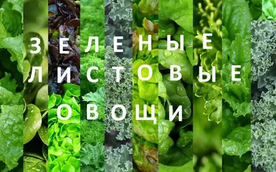 Зеленые листовые овощи на белом фоне | Премиум Фото