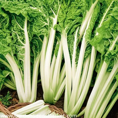 Листовая зелень: диетологи назвали 5 овощей, полезных для здоровья