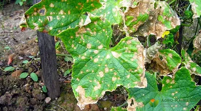 Когда желтеют листья на огурцах, всегда поливаем «медовой водой»: мгновенно  зеленеют