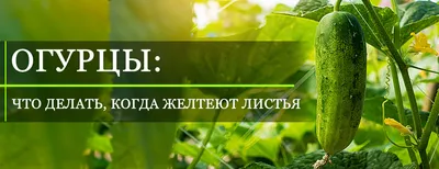 Почему желтеют листья огурцов | На грядке (Огород.ru)