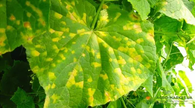Желтые пятна на листьях огурцов: что делать с желтыми пятнами на огурцах -  Agro-Market