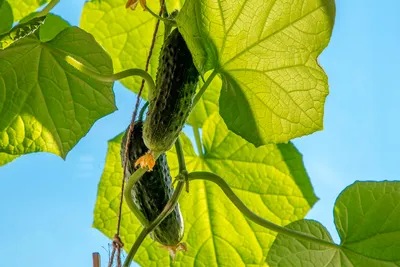 Почему желтеют листья огурцов | На грядке (Огород.ru)
