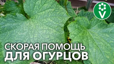 Почему желтеют листья у огурцов и что с этим делать?