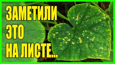 На листьях огурцов появились желтые точки - это недостаток калия, кальция и  бора. Подкармливаю золой | Будни безработной блогерши | Дзен