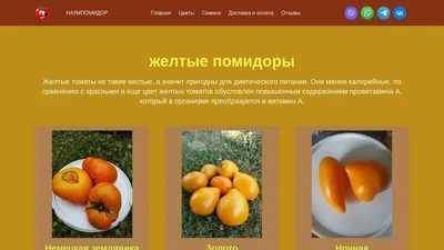 Топ 5 урожайных желтых сортов томатов. Крупные, средние, но такие вкусные и  полезные помидоры | Огородник из Сибири | Дзен