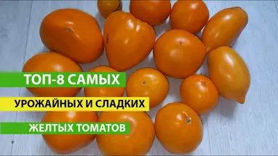 Томат Горшечный желтый - Семена Томатов