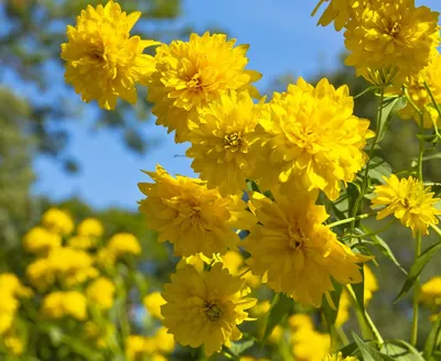 Монохромный сад: жёлтая палитра| GreenMarket