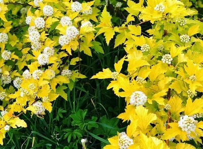 Желтые цветы - многолетники, фото и названия