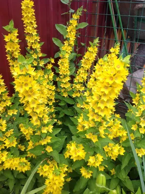 Желтые цветы в моем саду с апреля по октябрь | Про цветы, огород и не  только... | Дзен