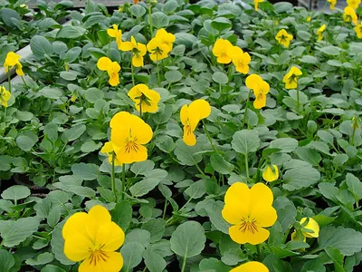 Желтые Желтые Цветы Саду стоковое фото ©sapfirhik 558700046