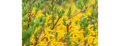 Желтые дачные цветы - 63 фото