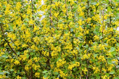 Кустарники с желтыми цветами: названия и фото самых красивых растений |  ivd.ru
