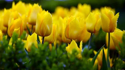 Желтые высокие цветы для дачи - 77 фото