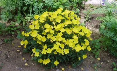 Желтые Цветы В Саду Растения В Парке Мелкие Цветы Летом — стоковые  фотографии и другие картинки Абстрактный - iStock