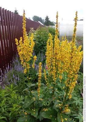 Красивые желтые цветы в ботаническом саду :: Стоковая фотография ::  Pixel-Shot Studio