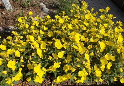 Желтые цветы в саду редакционное фото. изображение насчитывающей еда -  188473711