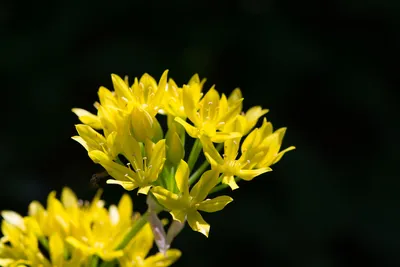 Цветы и растения сада, дома, луга. Уход, выращивание, размножение. :  Гелиопсис – золото победы.