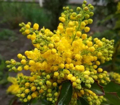 красивый цветок желтые лилии в саду красивый цветок желтые лилии Фото Фон И  картинка для бесплатной загрузки - Pngtree