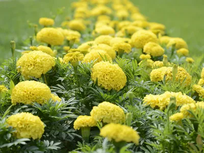 Желтые цветы в моем саду с апреля по октябрь | Про цветы, огород и не  только... | Дзен