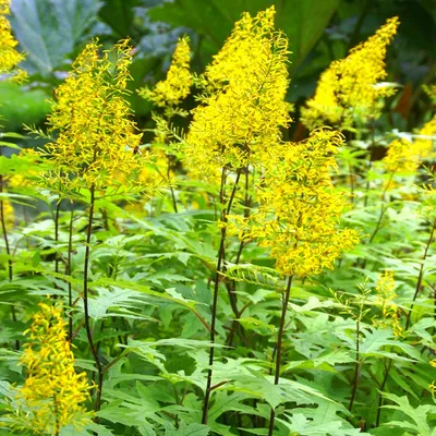 Жёлтые цветы для дачи многолетники: самые красивые садовые многолетники и  однолетники с желтыми цветками