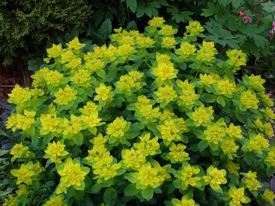 Летние желтые садовые цветы - 59 фото
