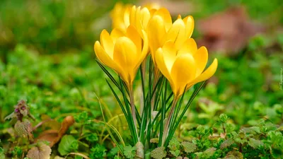 Желтые пионы: подборка сортов уникальной окраски | Жёлтые пионы, Пионы,  Садовые растения