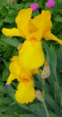 Желтые длинные цветы (37 фото) - 37 фото