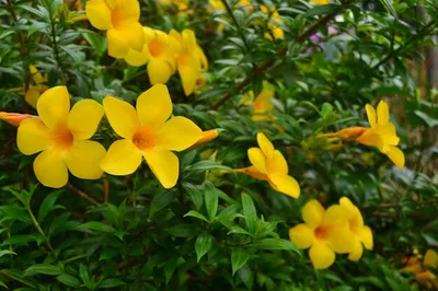 желтые цветы календулы цветущие цветы календулы желтая календула на зеленой  траве сад с календулой садовые цветы природа цветы в саду цветущая  календула Фото Фон И картинка для бесплатной загрузки - Pngtree