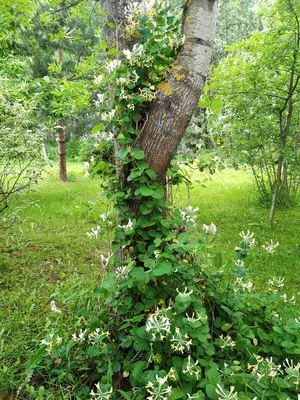 Жимолость каприфоль - душистая вуаль для сада | Декоративные растения на  даче | Дзен