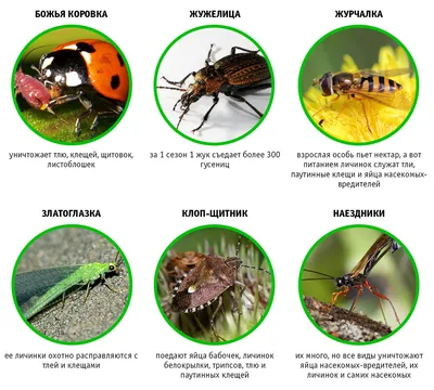 Полезные обитатели сада | УСЛУГИ САДОВНИКОВ В МОСКВЕ И МО | Дзен