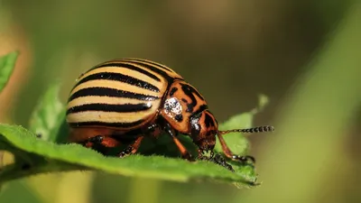 Что делать с колорадским жуком, как избавиться от колорадского жука,  средства против колорадского жука, советы агронома август - 16 августа 2021  - НГС
