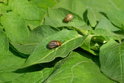 Pest Management- Russian