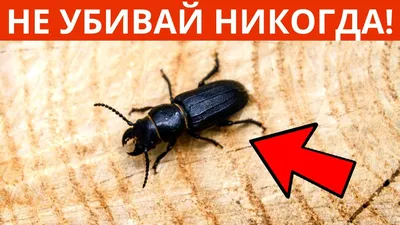 Кукурузный жук диабротика – самый опасный вредитель кукурузы. – Агроном з  Полтави