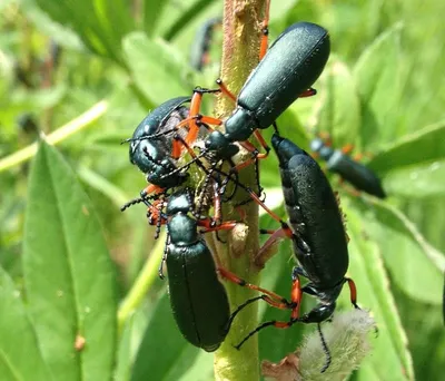 Чем обработать огород от вредителей - виды насекомых и методы борьбы — УНИАН