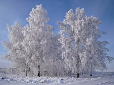 картинки : дерево, филиал, снег, зима, мороз, Лед, Береза, Погода, время  года, Замораживание, Древесное растение 2592x1944 - - 552800 - красивые  картинки - PxHere